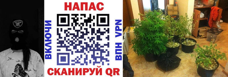 Каннабис индика сайты даркнета наркотические препараты Красноармейск
